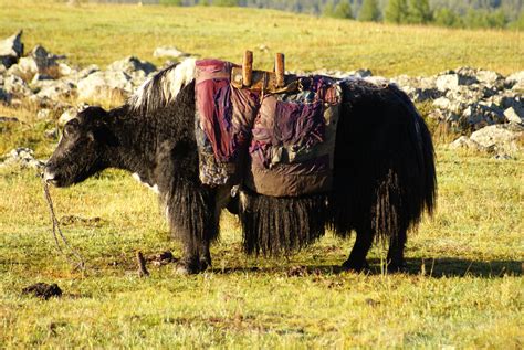 Pack yak .